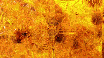 Calendula infusion video demonstrating Aureterra’s solar-infused botanical extraction process.